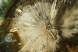 Green Chromium Petrified Wood (Woodworthia) End-Cut - Zimbabwe #379395-1